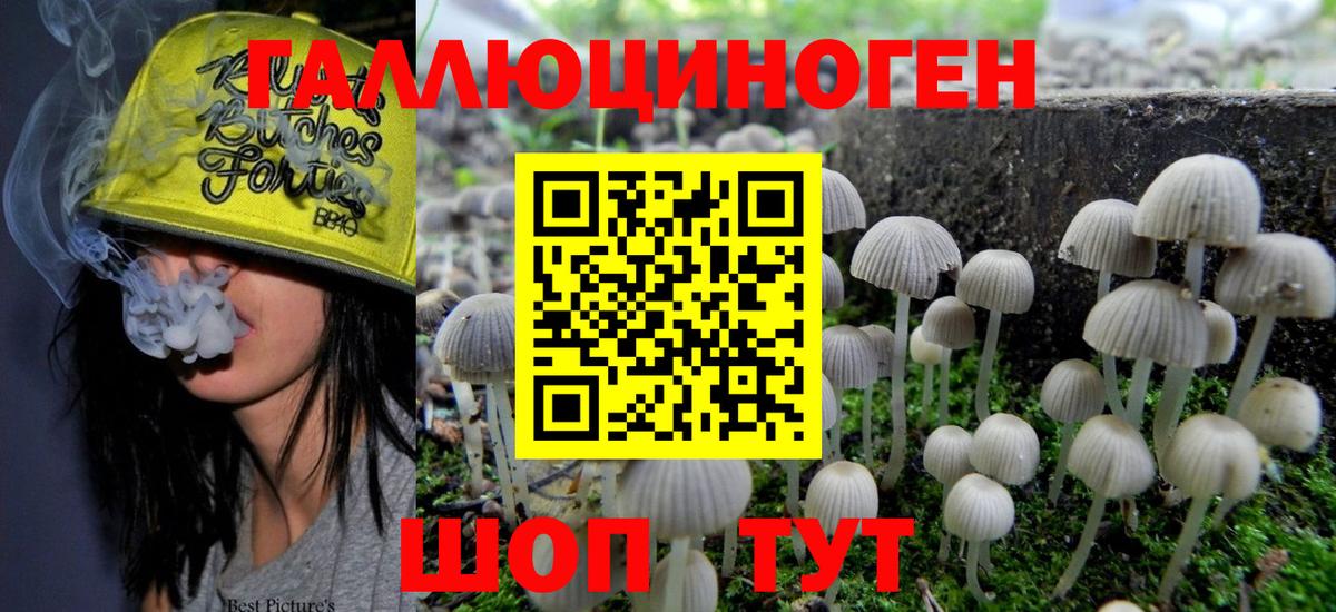 Каменка  Галлюциногенные грибы Psilocybe  Псилоцибиновые грибы GOLDEN TEACHER  Вход с VPN 